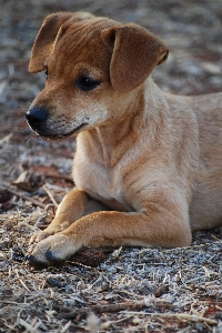 Foto Anak anjing imut-imut mamalia