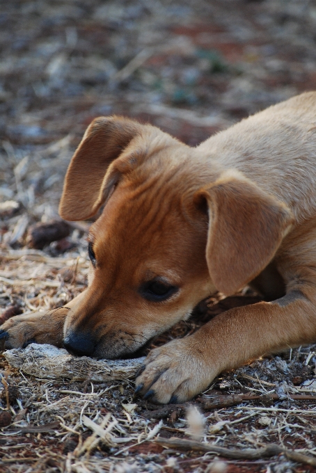 Puppy dog cute mammal