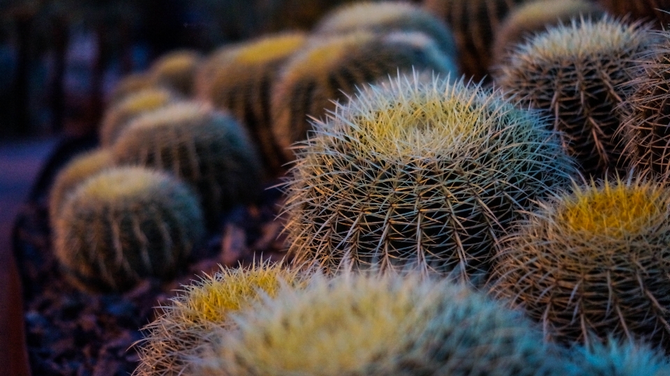 Fleurir cactus
 usine fleur