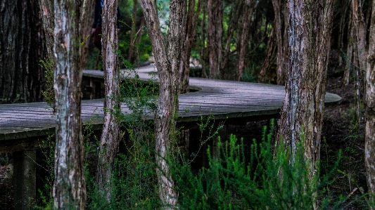 Landscape tree nature forest Photo