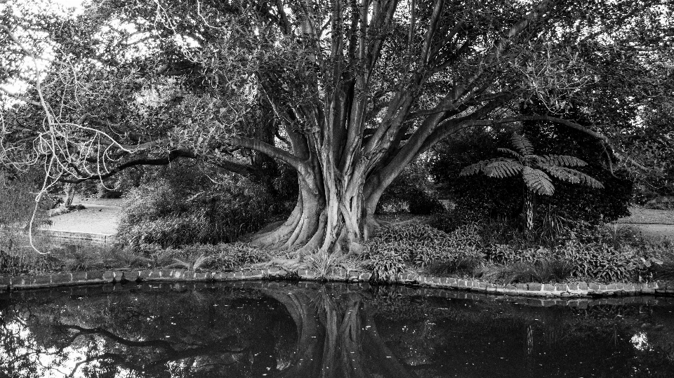 Landscape tree water nature