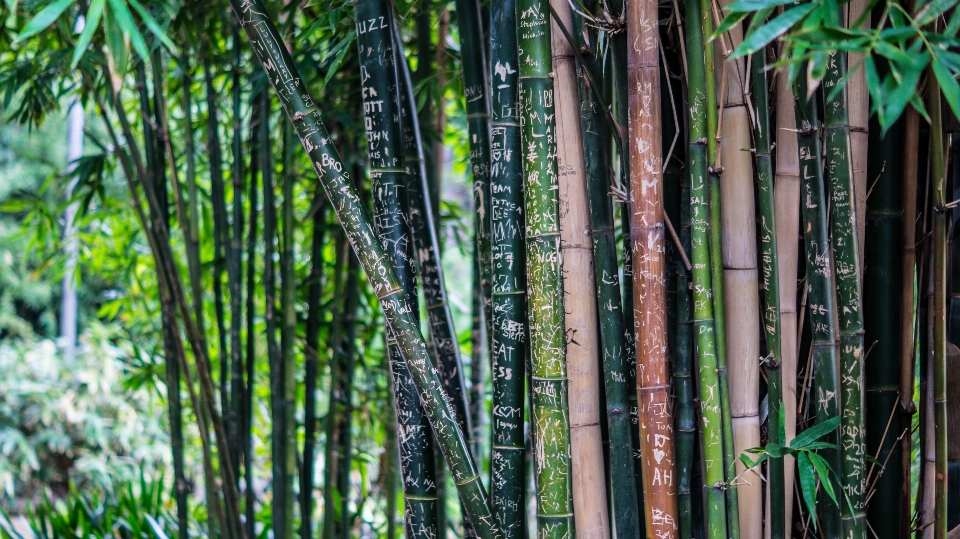 árbol naturaleza bosque césped