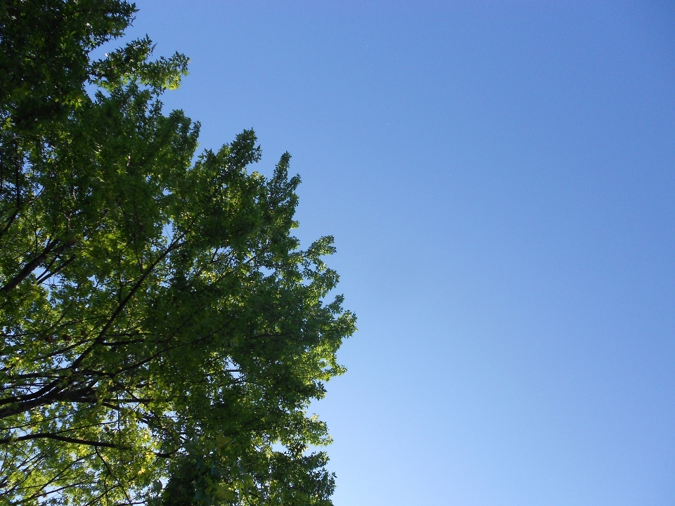 Tree nature branch cloud