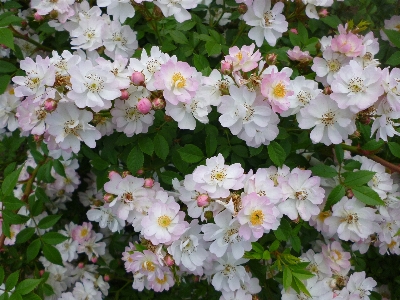 Nature blossom plant white Photo