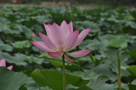 Foto Planta flor pétalo botánica
