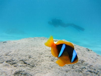 Sea ocean diving underwater Photo