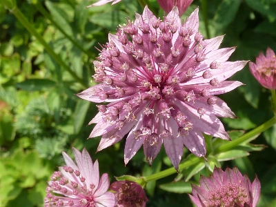 Nature blossom plant stem Photo