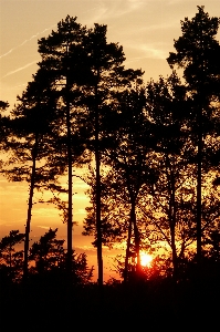 Foto Albero natura ramo pianta