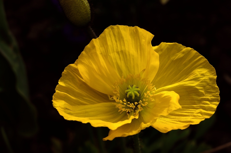 Natur anlage sonnenlicht blume