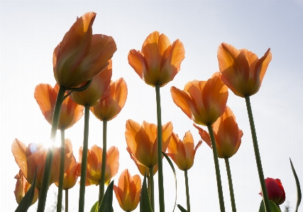 Nature plant sky flower Photo