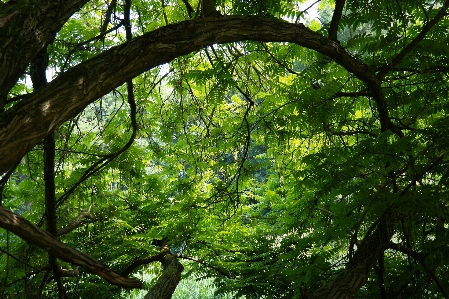 Photo Arbre nature forêt bifurquer