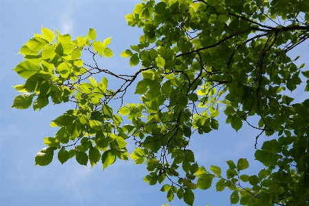 Tree branch blossom plant Photo