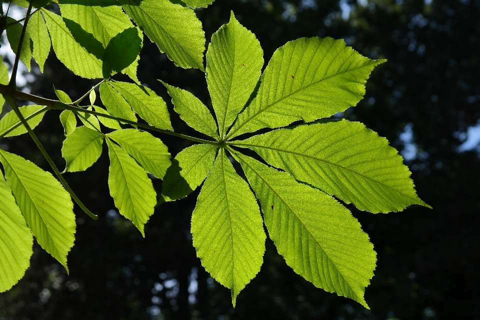 árvore natureza filial plantar