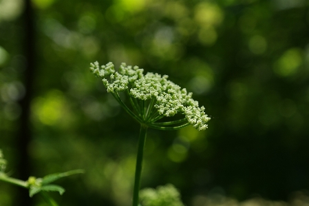 Natur zweig blüte anlage Foto