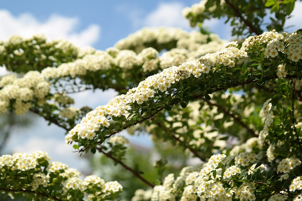 Tree nature branch blossom