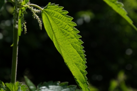 Tree nature forest branch Photo