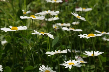 Nature grass blossom plant Photo