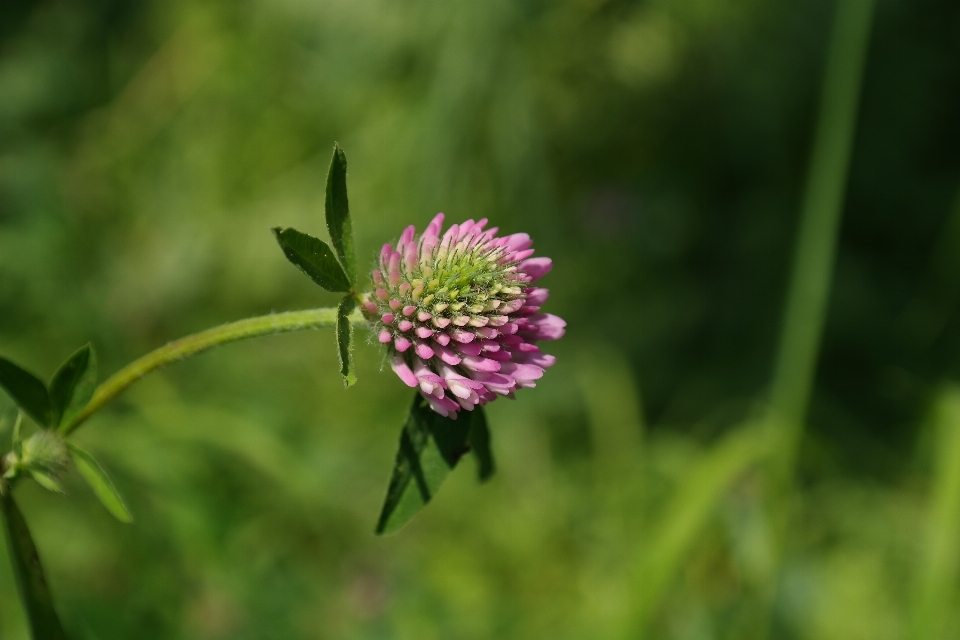 Natur gras anlage wiese
