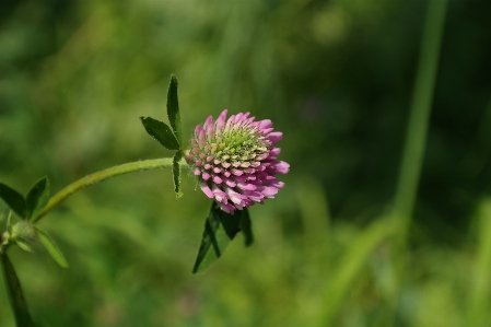 Nature grass plant meadow Photo