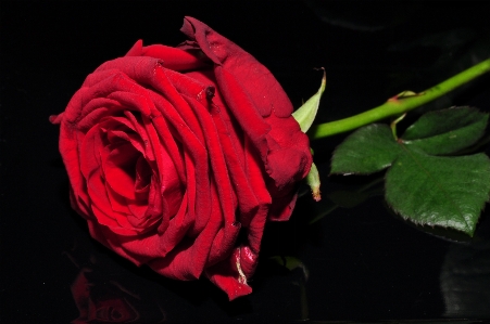 植物 花 花弁 薔薇 写真