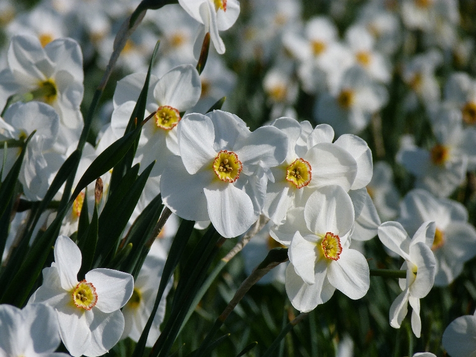 Fiore pianta petalo primavera