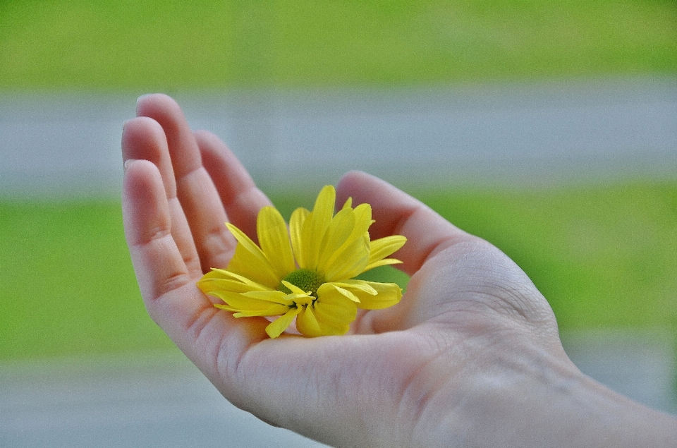 Hand natur gras anlage