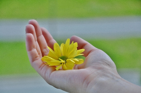 Hand nature grass plant Photo