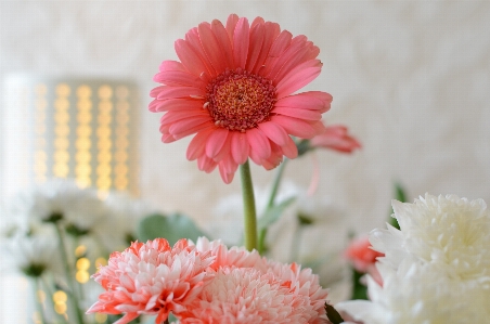 Blossom plant flower petal Photo