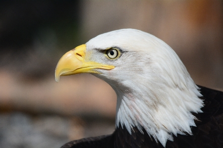 Foto Natureza pássaro asa voar