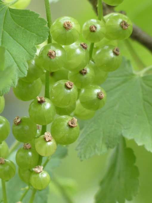 Plantar uva fruta baga