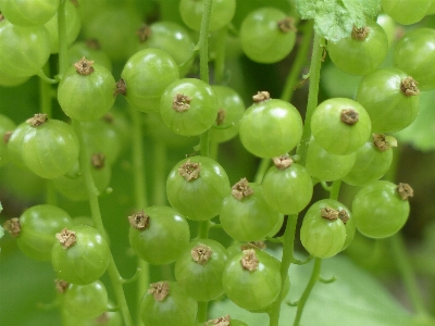 Plant fruit berry flower Photo