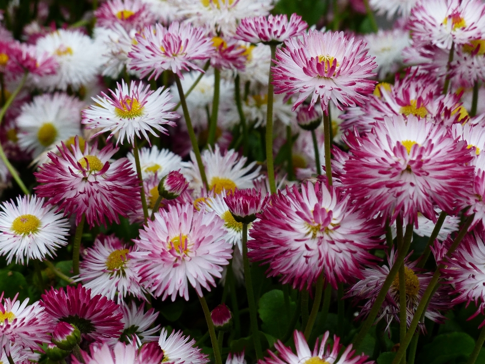 Florescer plantar branco flor