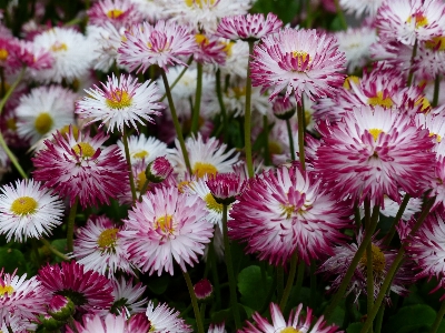 Blossom plant white flower Photo