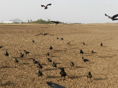 Foto Membuka burung tanah kawanan
