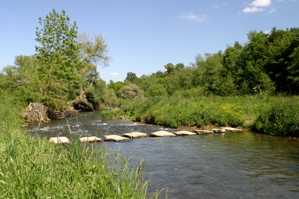 Tree water wilderness crossing