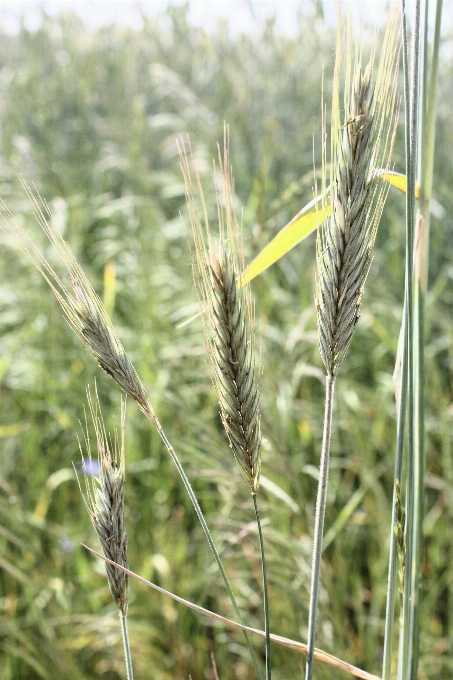 Grass plant field barley