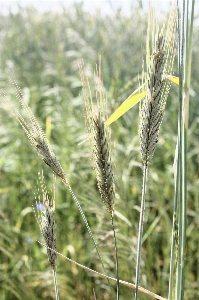 Grass plant field barley Photo