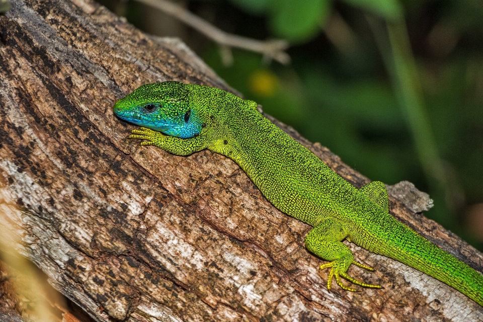 Naturaleza animal fauna silvestre verde