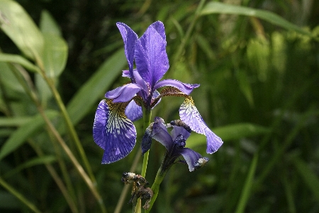 自然 花 植物 咲く 写真