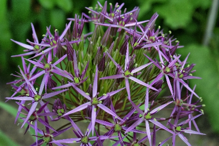 Foto Alam rumput tanaman bintang