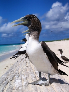 Beach sea water sand Photo