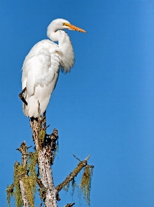 Foto Natura uccello ala cielo