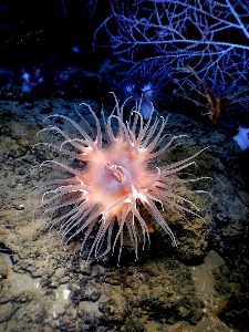 Фото море вода океан под водой