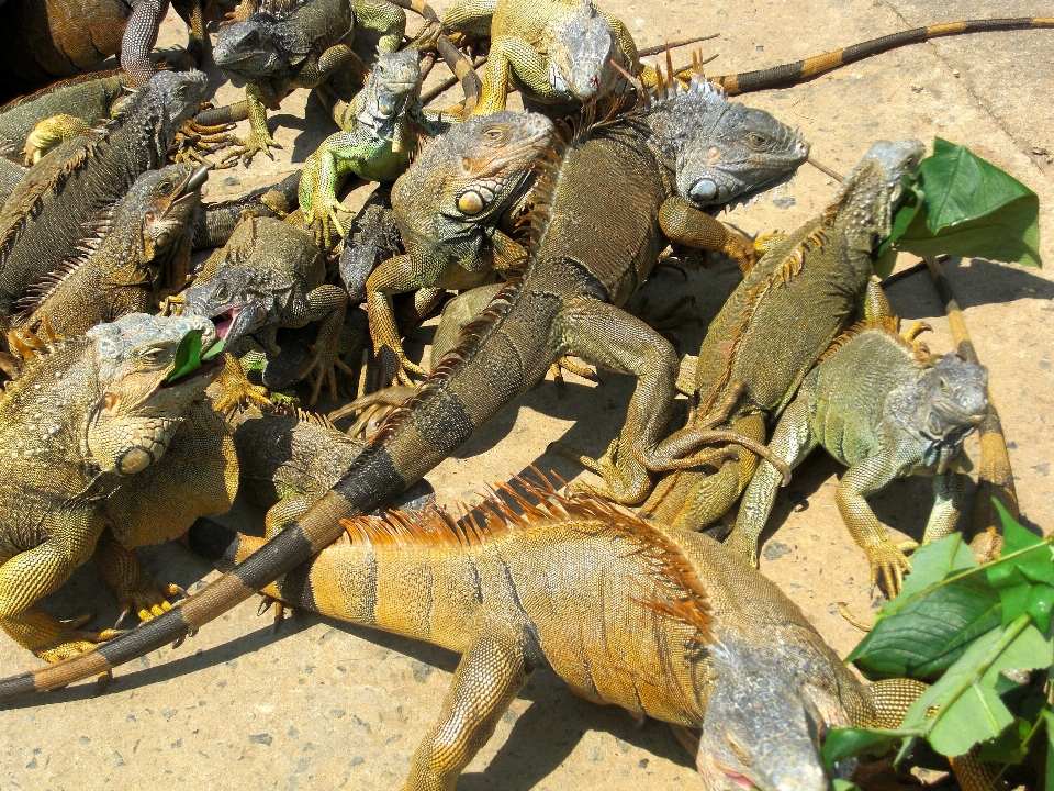 Cultiver faune reptile iguane