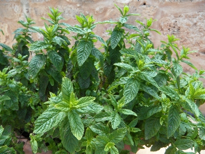 植物 花 香り 食べ物 写真