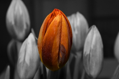 Plant photography leaf flower Photo