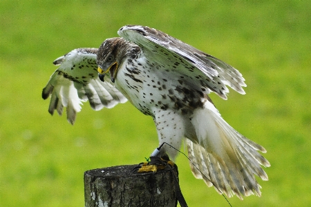 鳥 羽 野生動物 嘴 写真