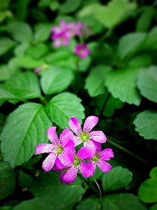 自然 花 植物 葉 写真