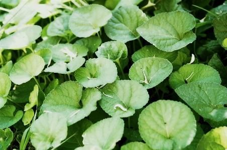 自然 草 植物 テクスチャー 写真