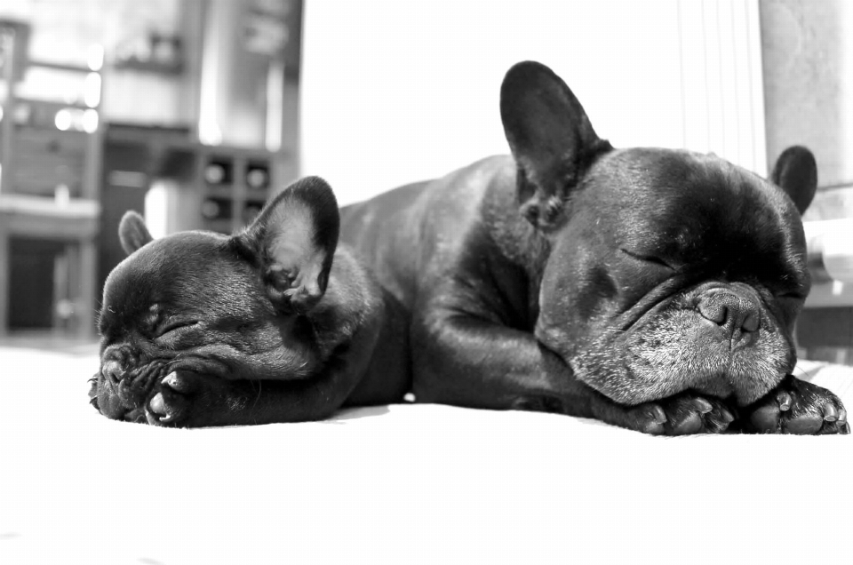 黒と白
 子犬 犬 かわいい